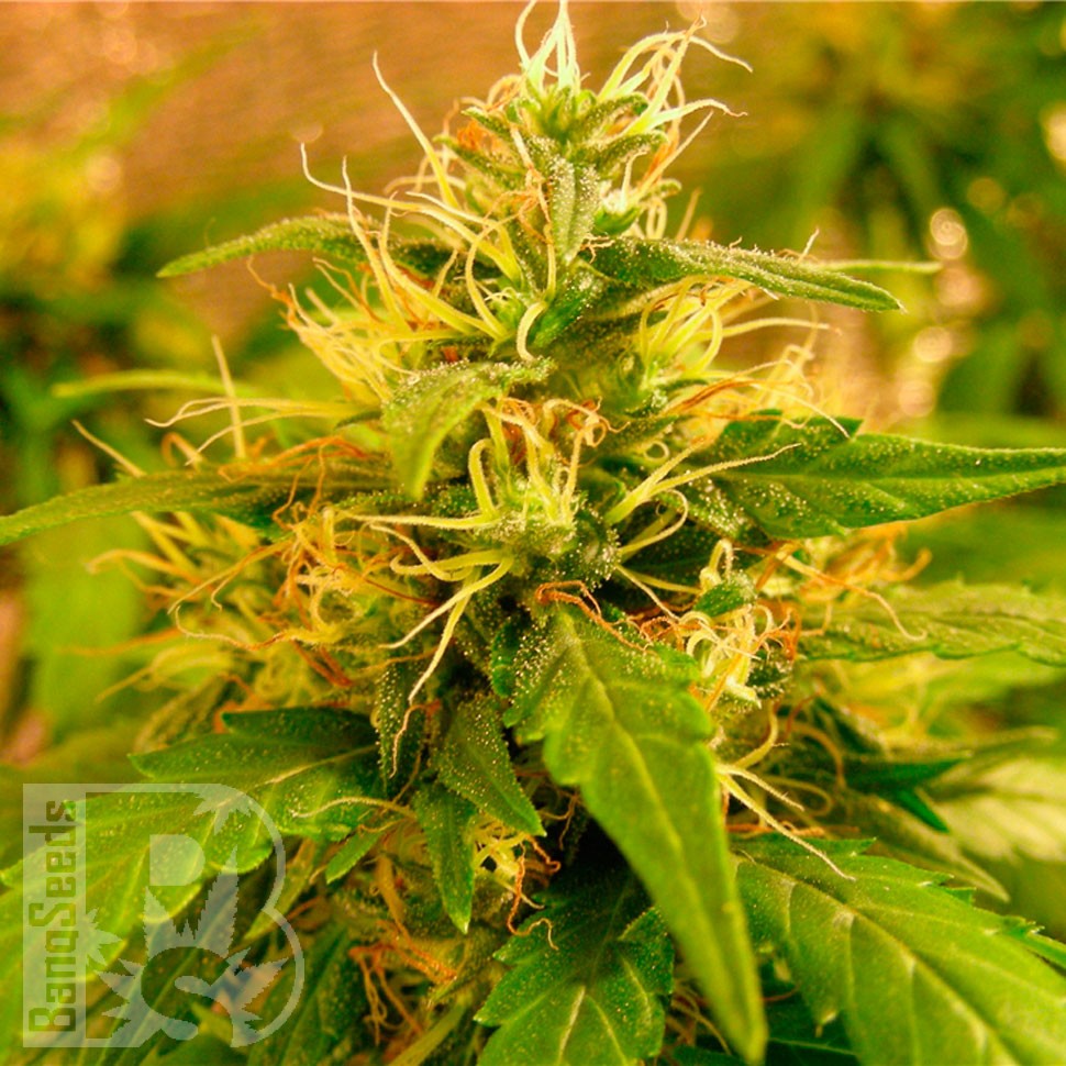 Critical Jack feminised Ganja Seeds