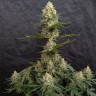 Critical Jack feminised Ganja Seeds