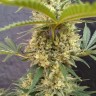 Critical Jack feminised Ganja Seeds