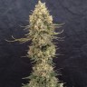 Critical Jack feminised Ganja Seeds