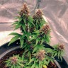 Семена марихуаны  Auto Black Opium feminised Ganja Seeds