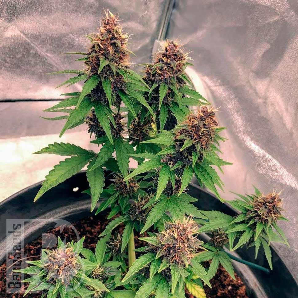 Семена марихуаны  Auto Black Opium feminised Ganja Seeds