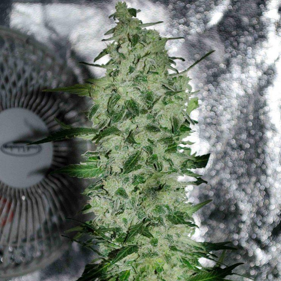 Семена каннабиса  Nibiru-47 regular Ganja Seeds