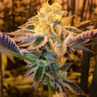 Girl Scout Cookies feminised Ganja Seeds