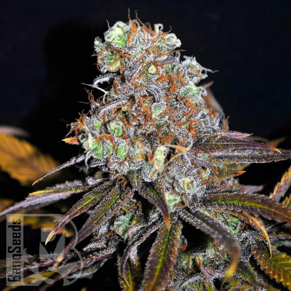 Critical Mass feminised Ganja Seeds