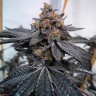Семена марихуаны  Auto Dos-Si-Dos feminised Ganja Seeds