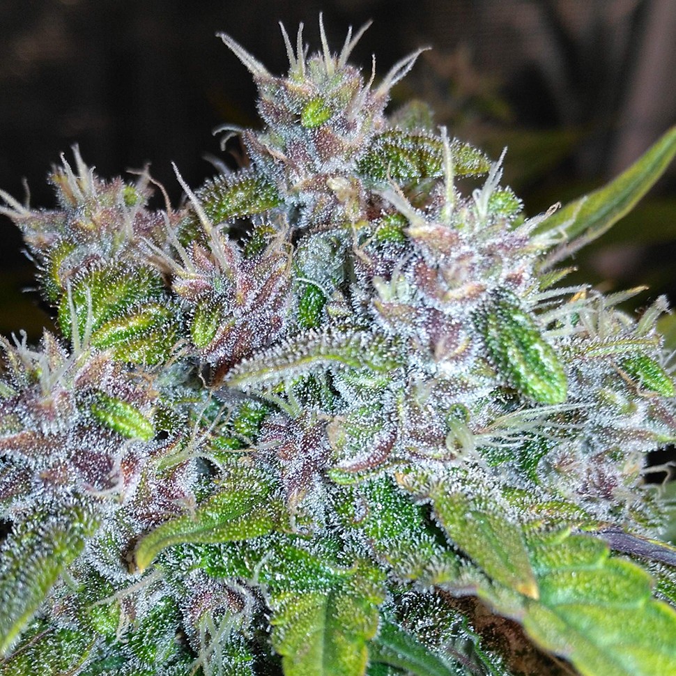Семена каннабиса  Auto Red Poison feminised Ganja Seeds
