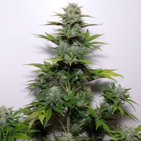 G-13 regular Ganja Seeds