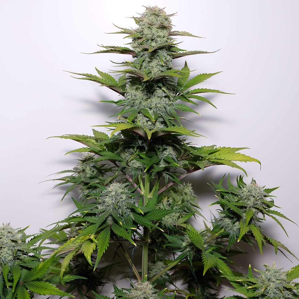 Семена  G-13 regular Ganja Seeds
