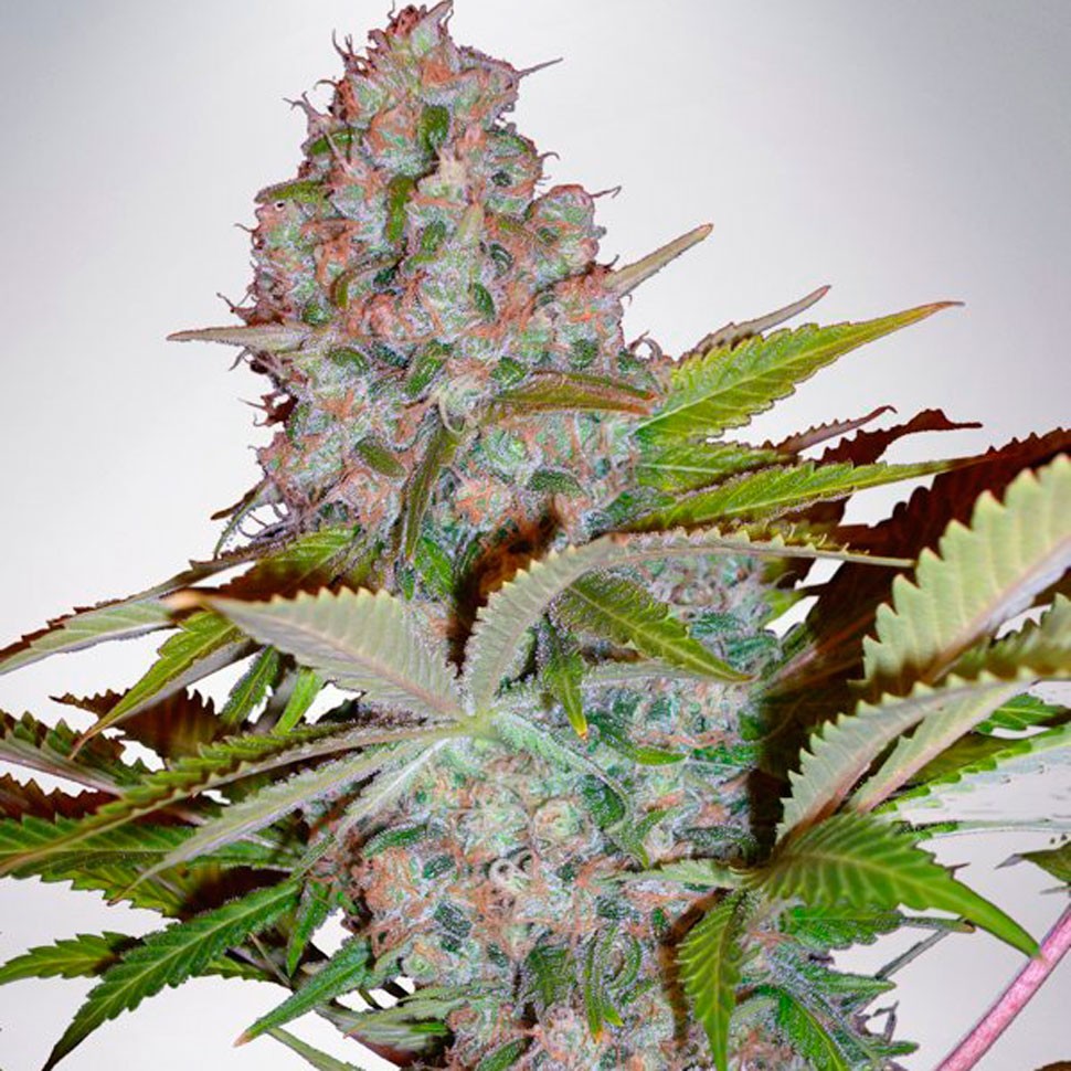 Семена конопли  Hyperion feminised GanjaVIP Seeds