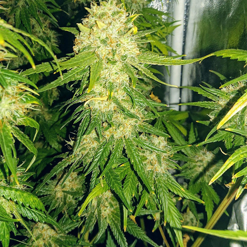 Семена каннабиса  Haze feminised Ganja Seeds