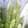 Семена каннабиса  Haze feminised Ganja Seeds