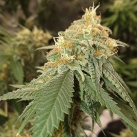 Auto Critical Orange Punch feminised Ganja Seeds