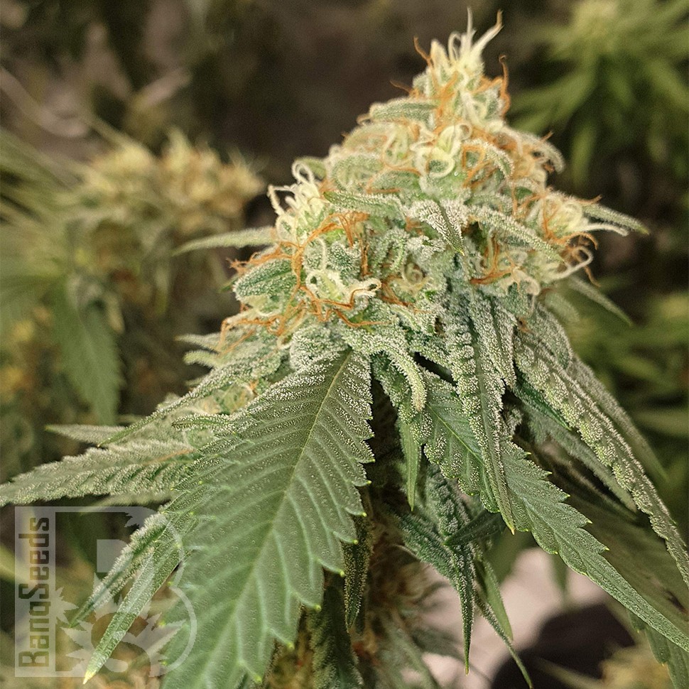 Семена марихуаны  Auto Critical Orange Punch feminised Ganja Seeds