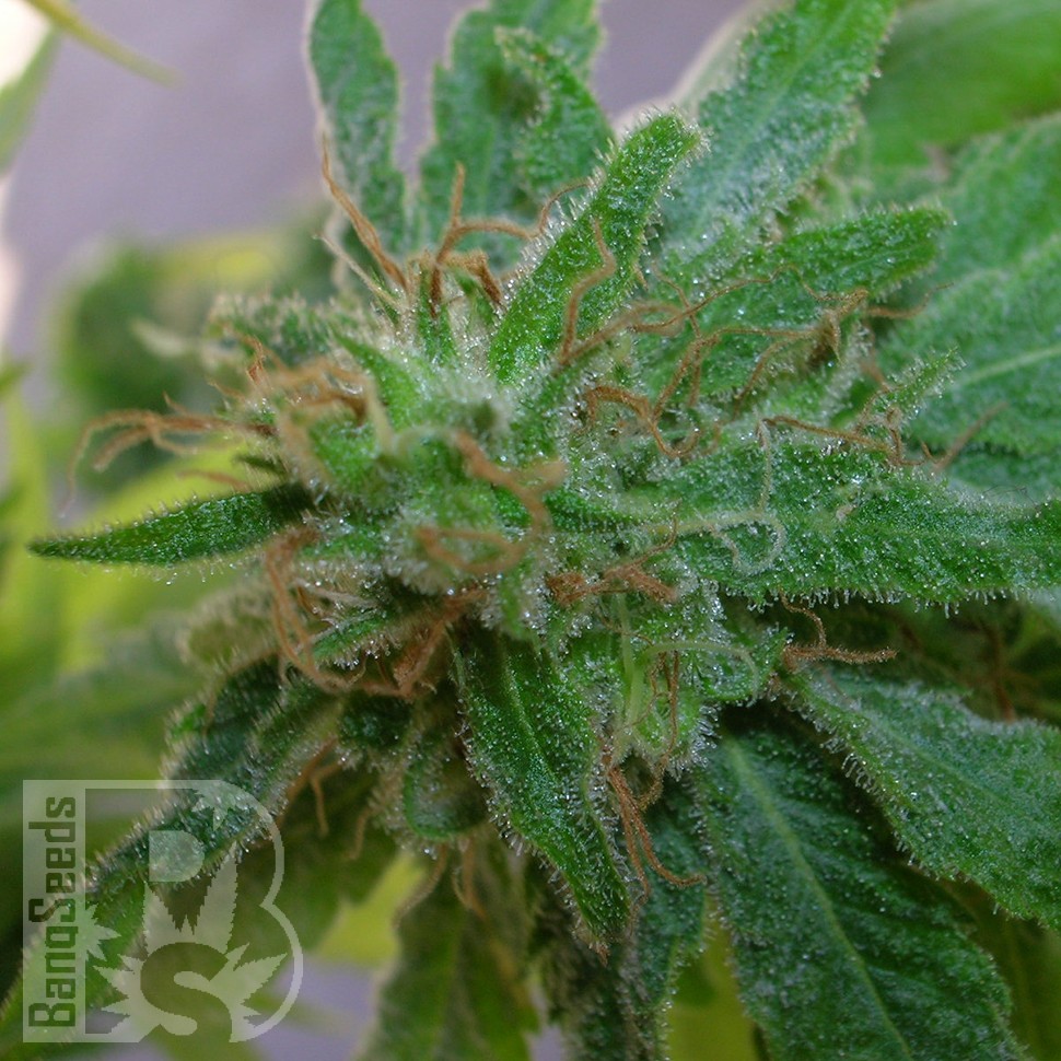 Critical Plus feminised Ganja Seeds