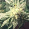 Семена  Auto Hell's Angel OG feminised Ganja Seeds
