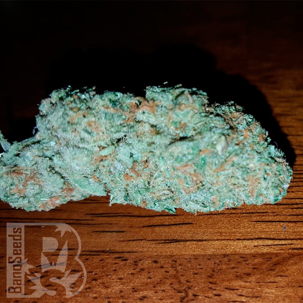 Семена  Auto Hell's Angel OG feminised Ganja Seeds