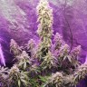 Семена  Auto Hell's Angel OG feminised Ganja Seeds