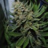 Семена марихуаны  Auto Sour Diesel feminised Ganja Seeds