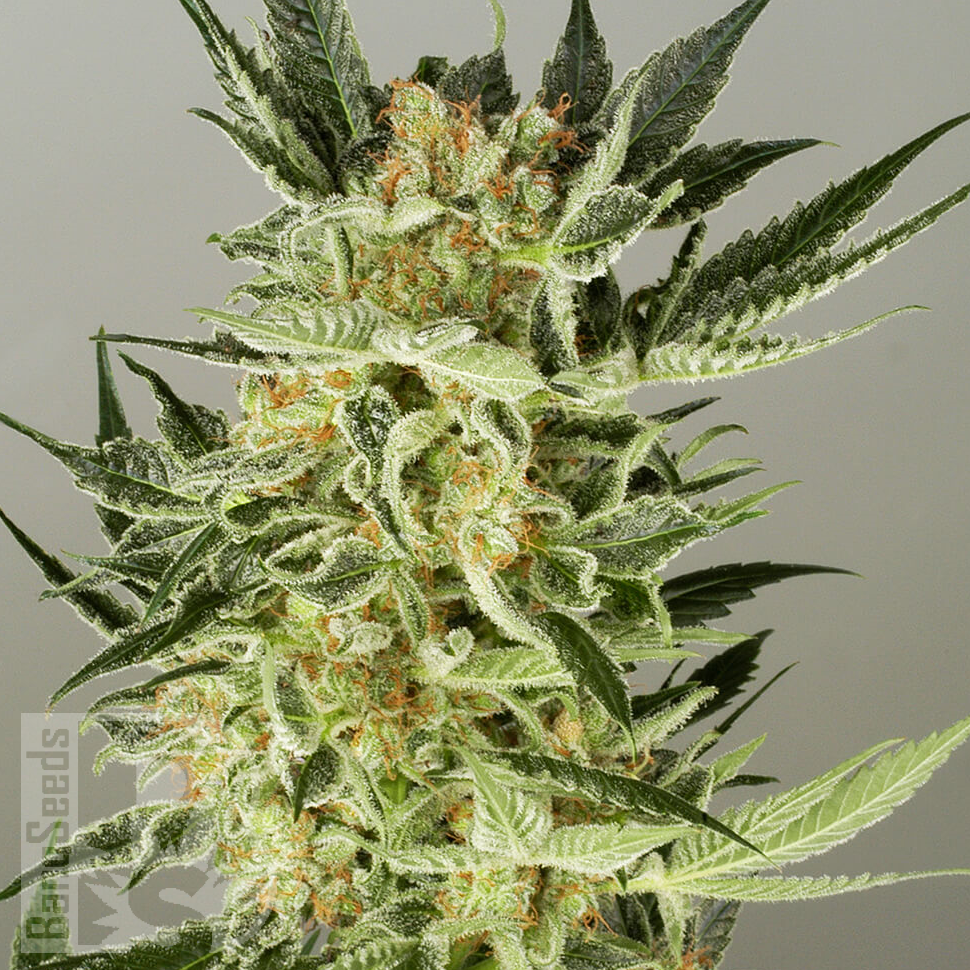 Семена марихуаны  Balkhash feminised Bang Seeds