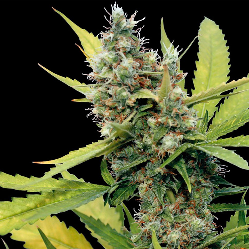 Семена конопли  Honey B feminised Ganja Seeds