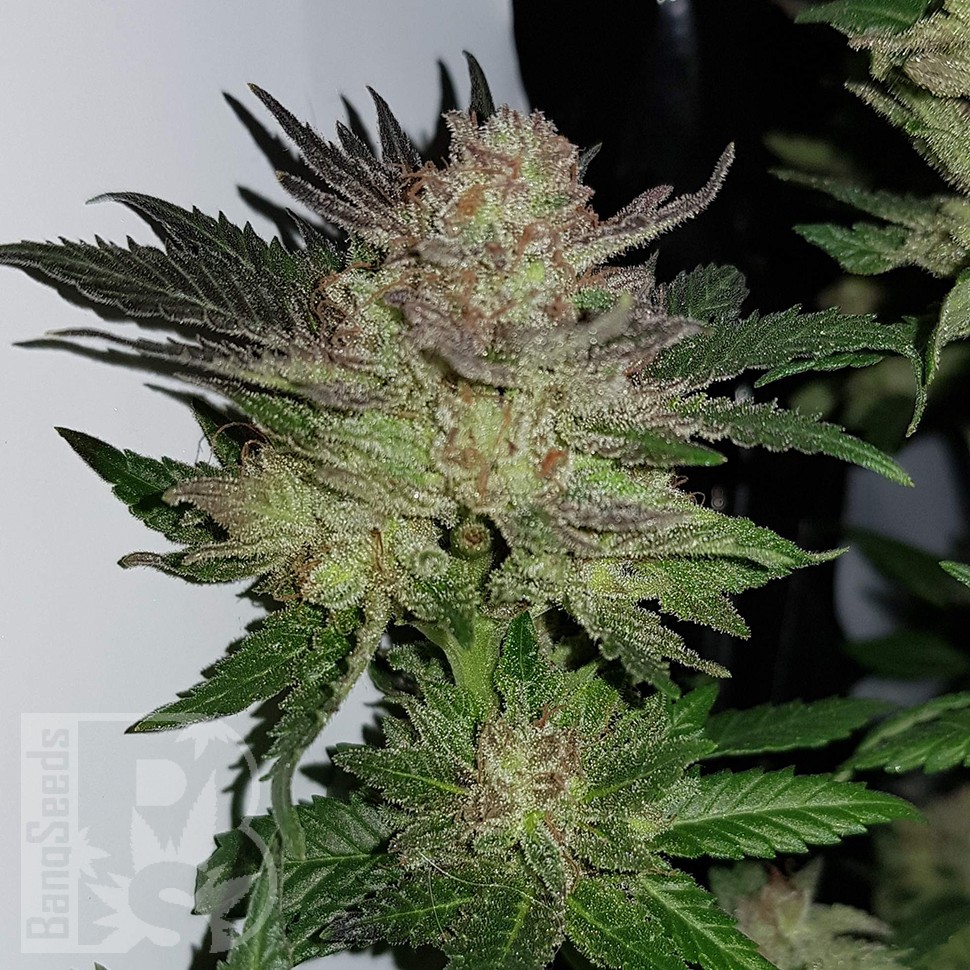 Семена Auto Critical Plus feminised Ganja Seeds