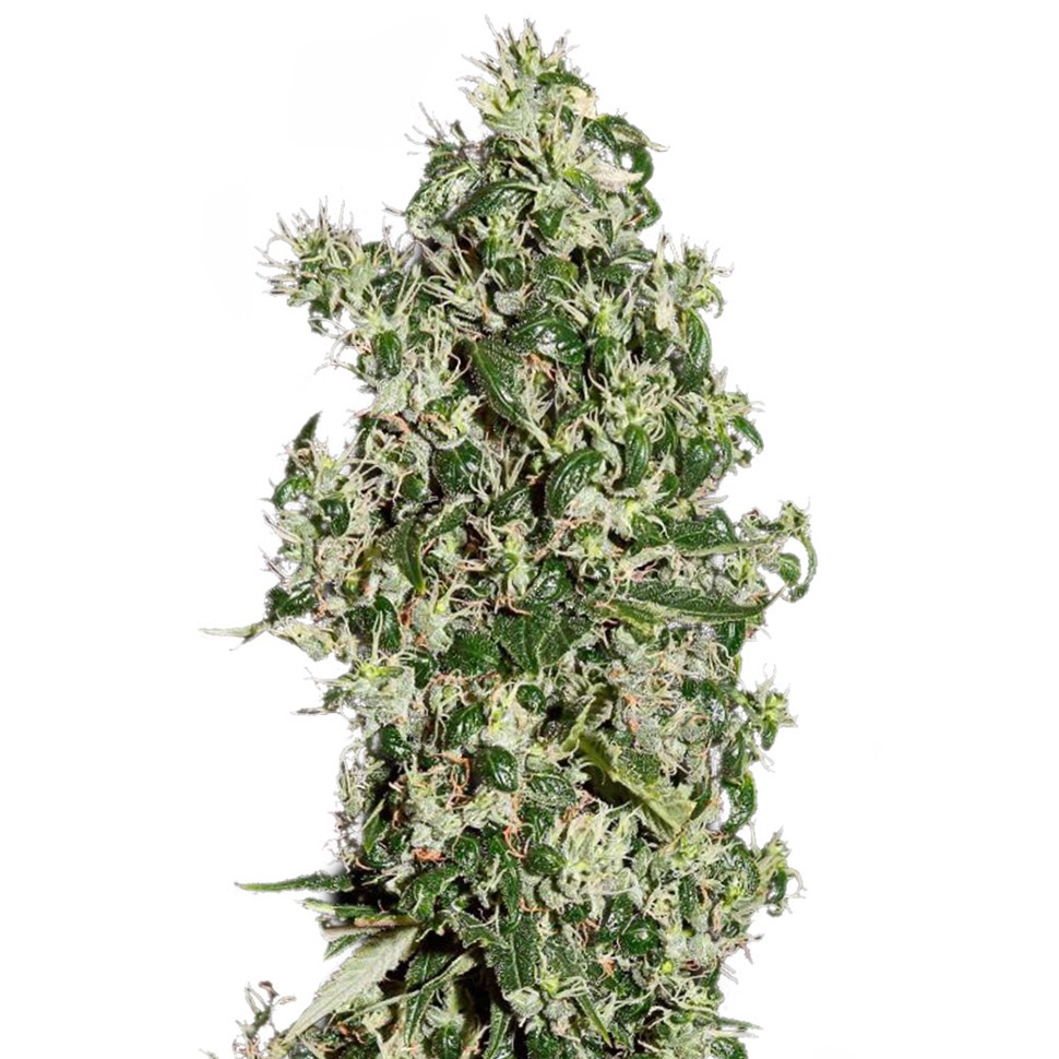 купить семена конопли с доставкой Auto Sweet Tooth regular