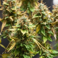 Acid regular Ganja Seeds