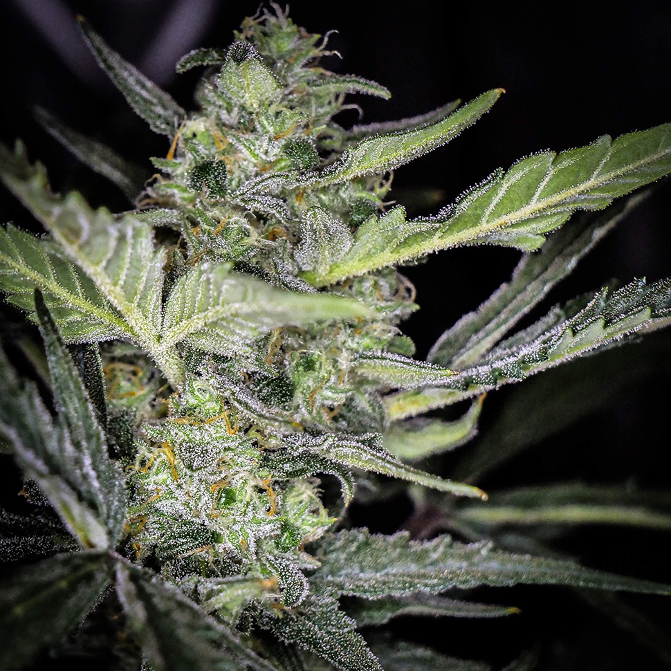 Семена конопли  Auto Tangelo Rapido feminised Ganja Seeds