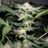 Семена ганжа  Auto Caiera feminised GanjaVIP Seeds