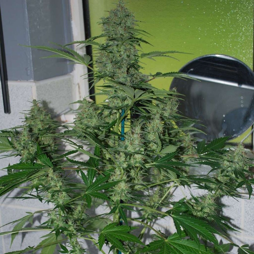Семена каннабиса  Auto AK-47 feminised Neuro Seeds