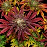 Семена конопли  Auto Mintz feminised Ganja Seeds