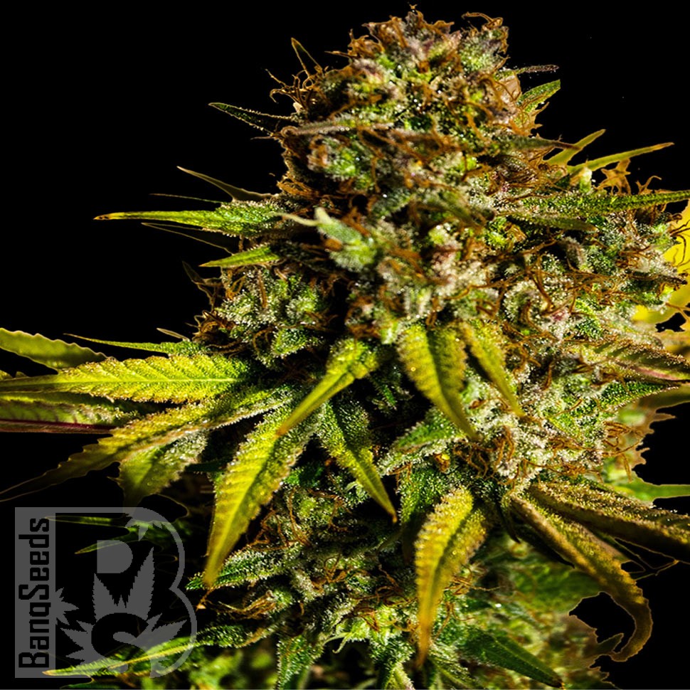 Семена конопли  Auto Mintz feminised Ganja Seeds
