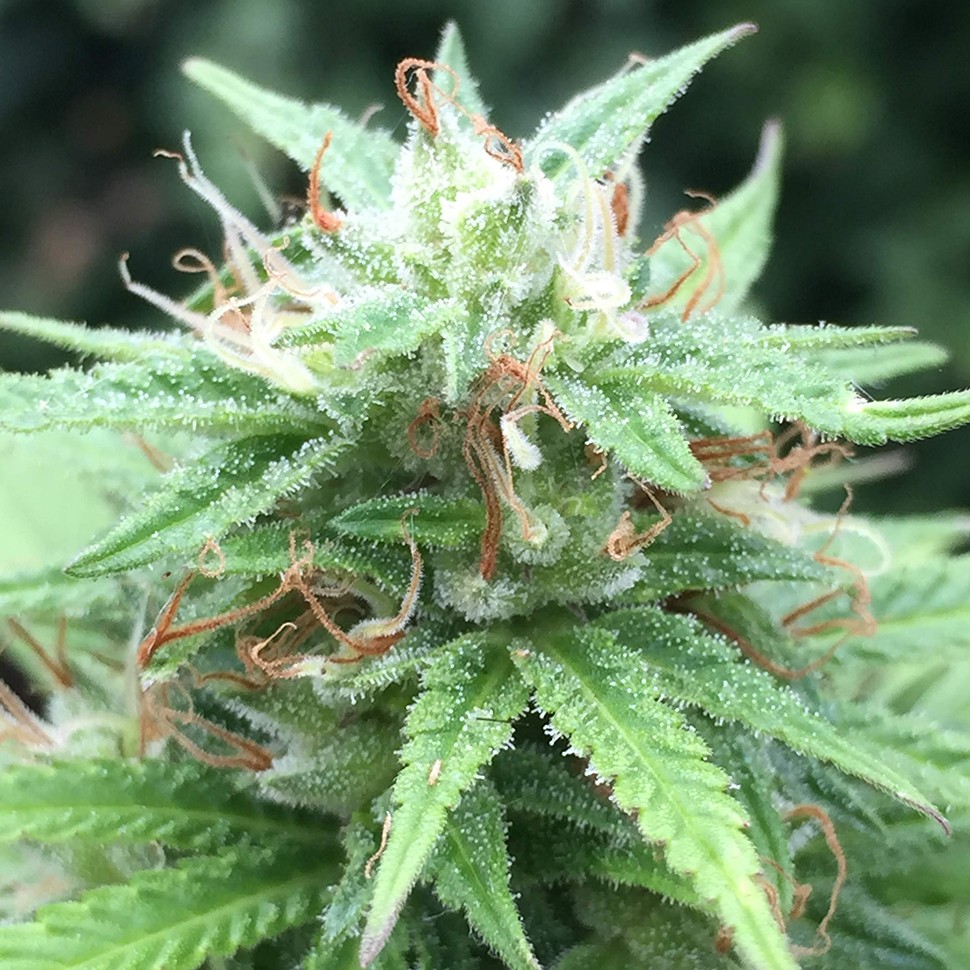 где заказать семена конопли Auto Mango feminised