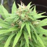 заказать семена конопли наложенным платежом Auto Mango feminised