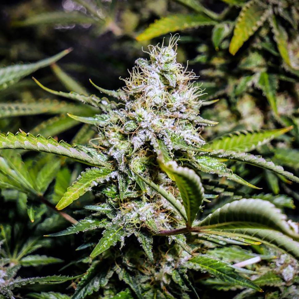 Семена конопли  Auto Tutankhamon feminised Ganja Seeds