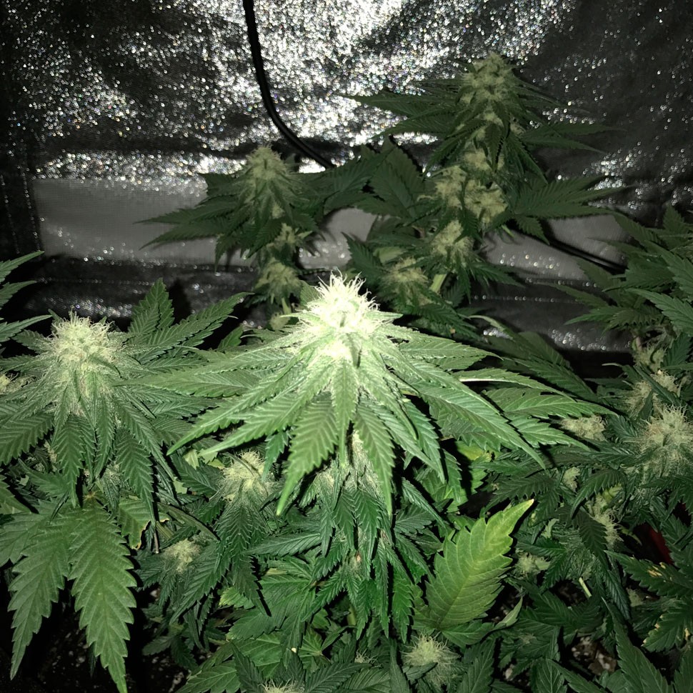 купить семена конопли курьером  Auto Elektra feminised