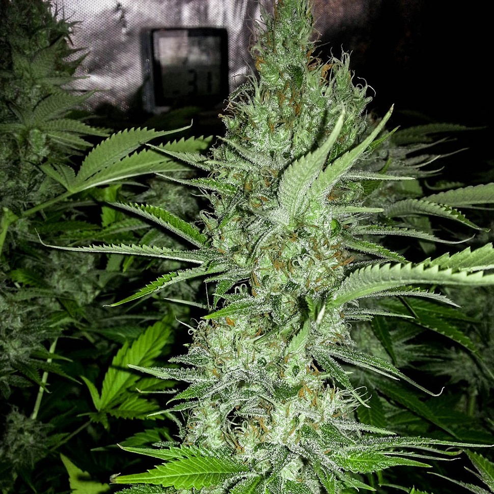 Семена  Auto Amnesia feminised Neuro Seeds