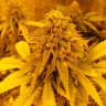 Семена  Auto Pineapple Chunk feminised Ganja Seeds
