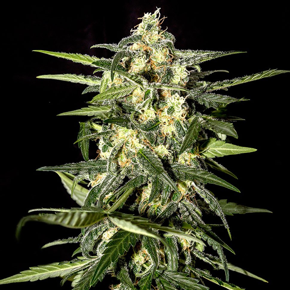 Семена ганжа  Auto Kronos feminised GanjaVIP Seeds