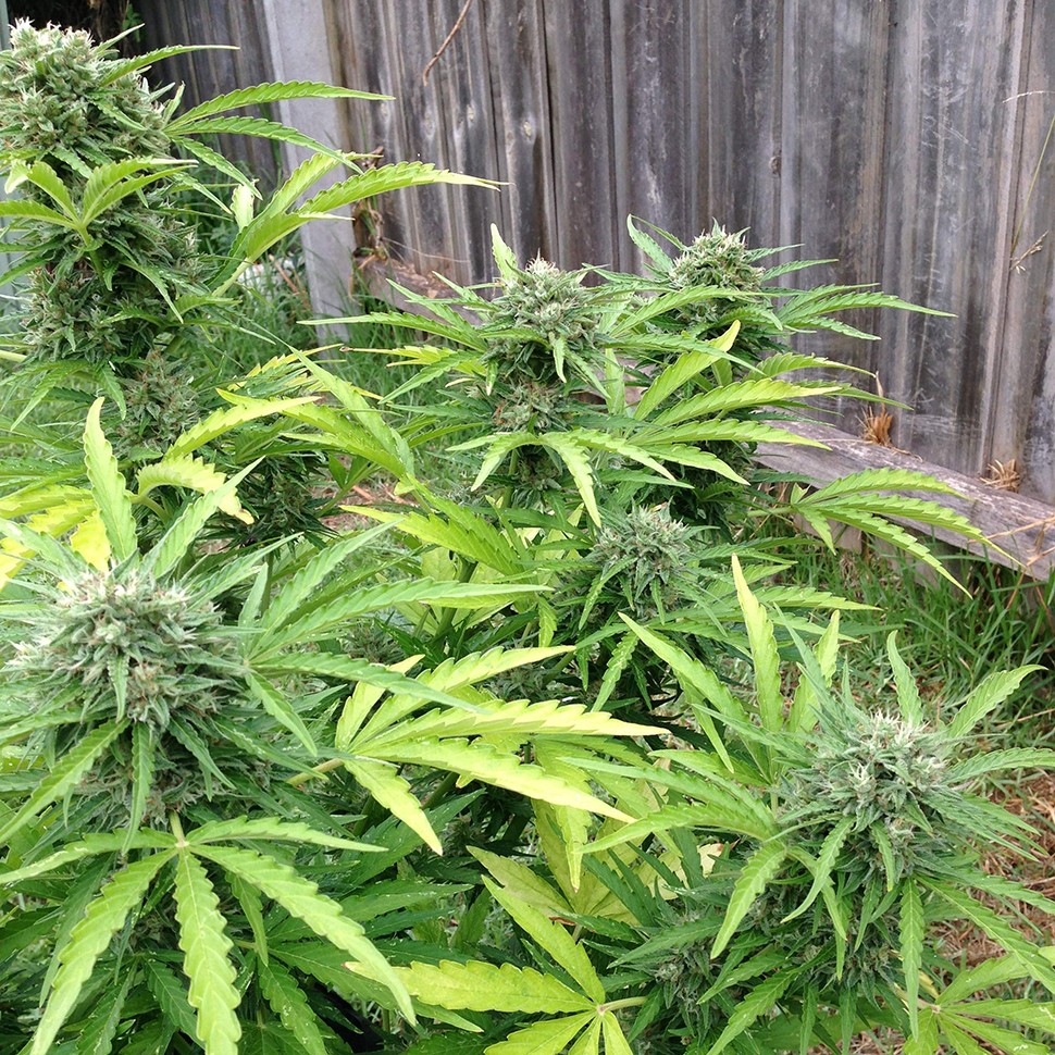 купить семена конопли дешево Beshbarmak feminised