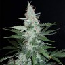 семена конопли Super Mazar feminised Ganja Seeds