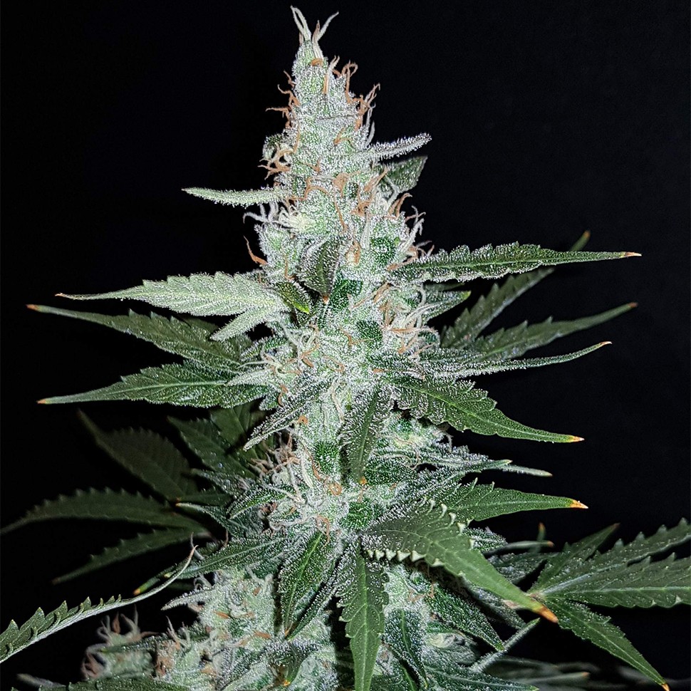 Семена  Super Mazar feminised Ganja Seeds