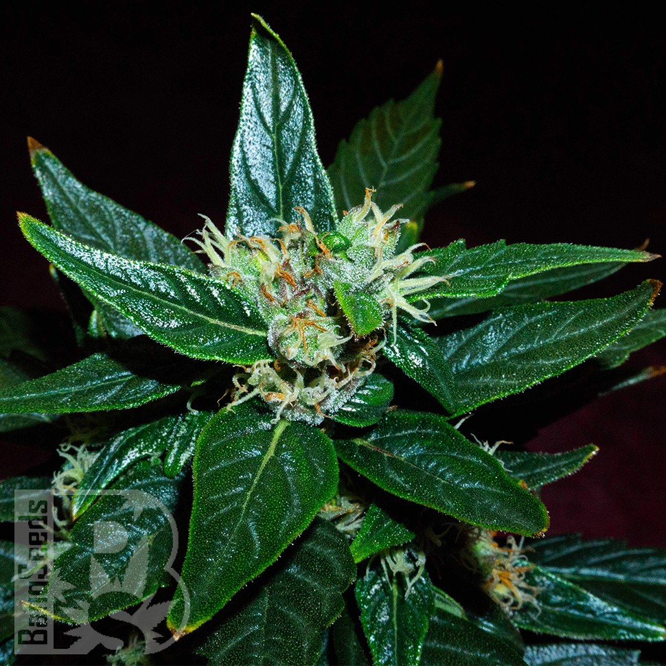 Семена конопли  Auto Dedoverde Haze feminised Ganja Seeds