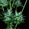 Заказать Auto Dedoverde Haze feminised Ganja Seeds