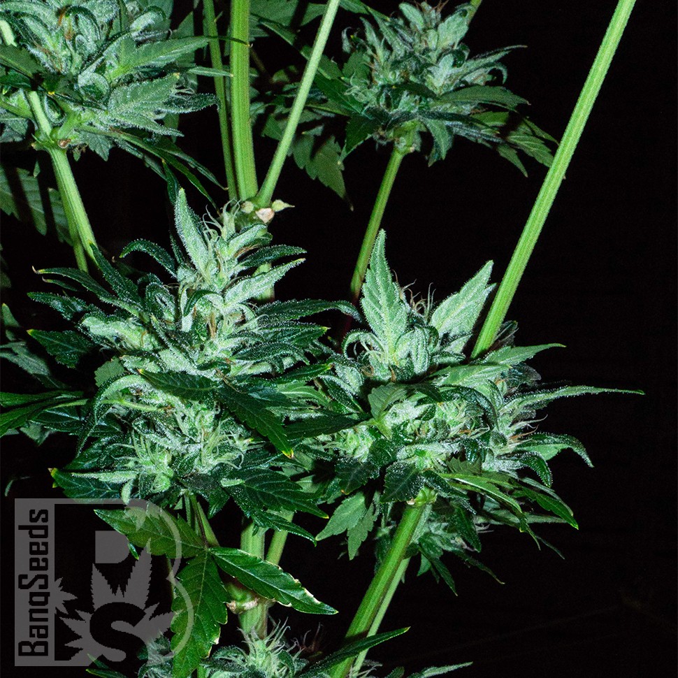 Заказать Auto Dedoverde Haze feminised Ganja Seeds