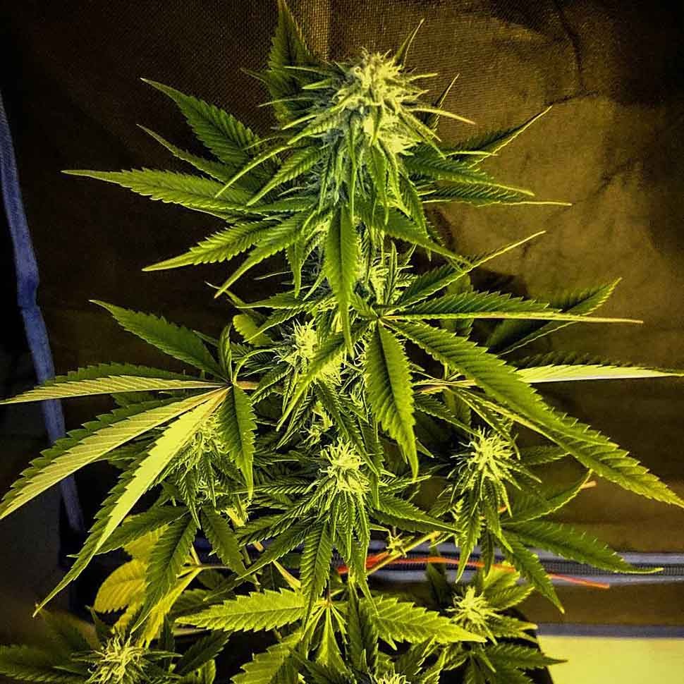 конопля семена сорта заказать Auto Russian Rocket Fuel reg