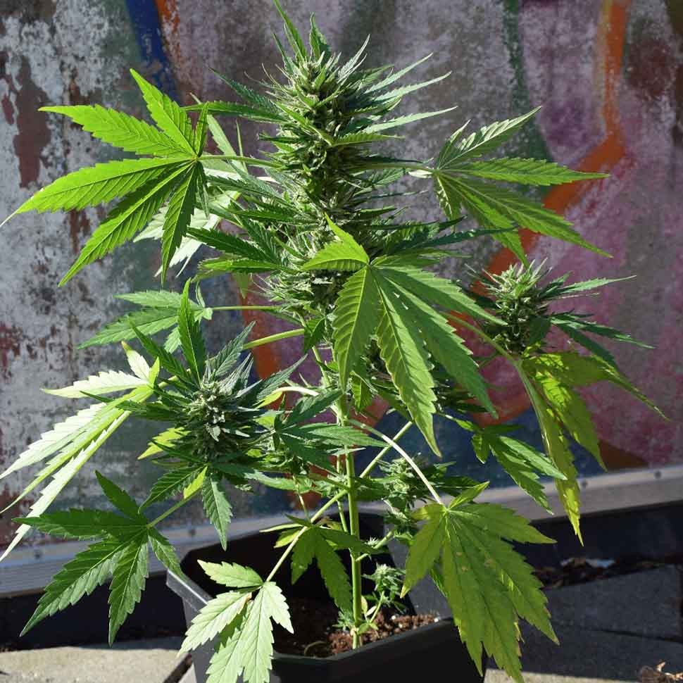 заказ семян конопли Алма-Ата Auto Russian Rocket Fuel reg