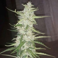 Auto Russian Rocket Fuel regular Ganja Seeds