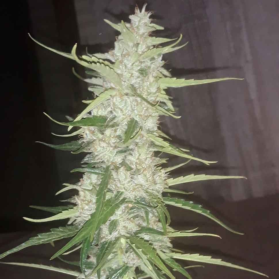 Семена каннабиса  Auto Russian Rocket Fuel regular Ganja Seeds